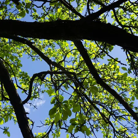 Gli Ulivi Sul Golfo E Le 5 Terre Apartment