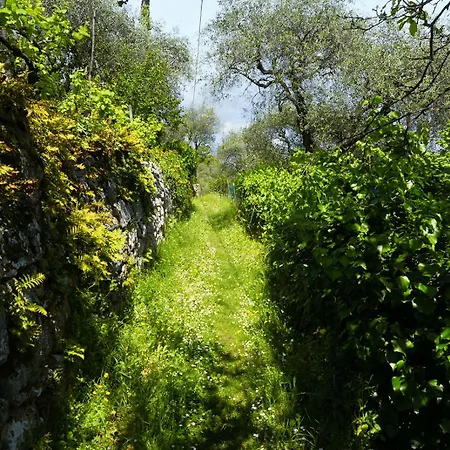Gli Ulivi Sul Golfo E Le 5 Terre La Spezia
