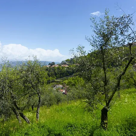 Gli Ulivi Sul Golfo E Le 5 Terre