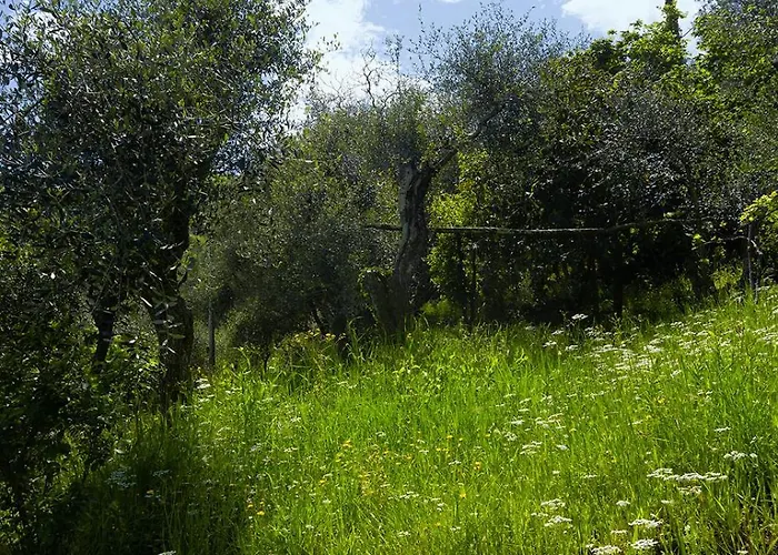 Gli Ulivi Sul Golfo E Le 5 Terre La Spezia
