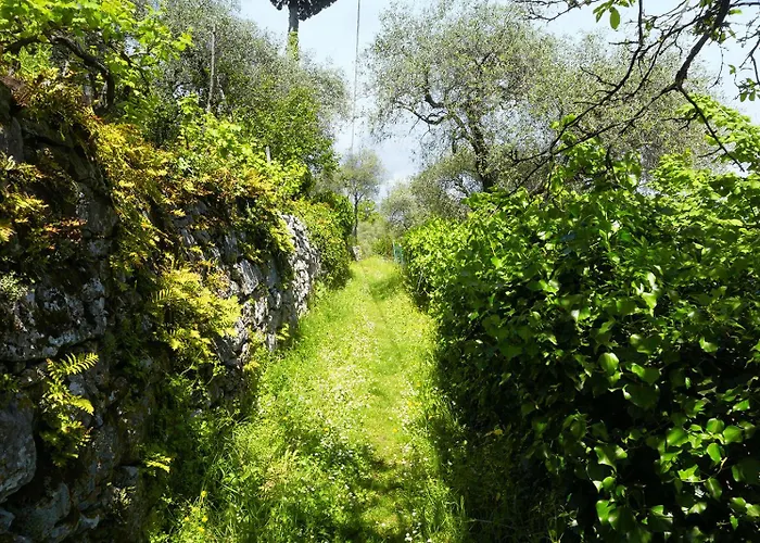 Gli Ulivi Sul Golfo E Le 5 Terre *