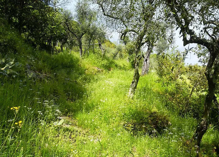 Gli Ulivi Sul Golfo E Le 5 Terre * La Spezia